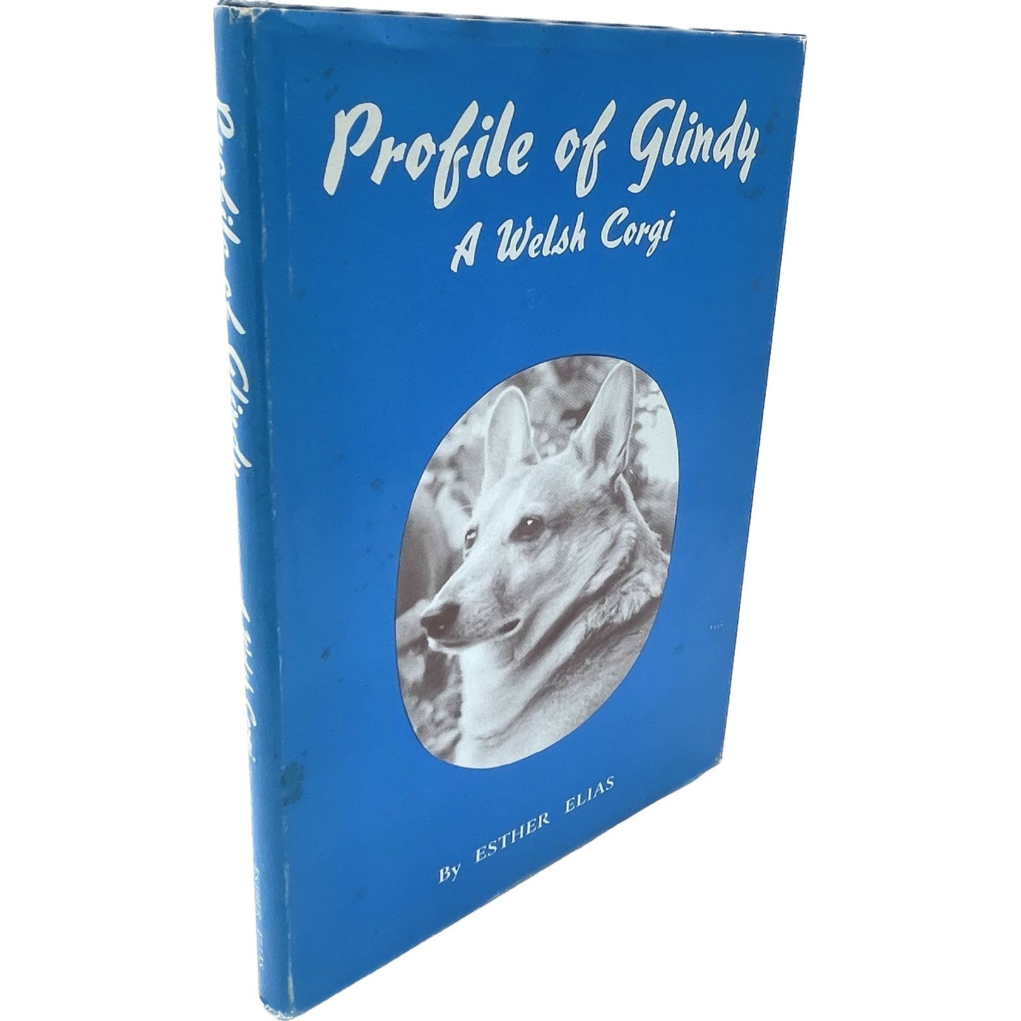 Profile of Glindy: A Welsh Corgi
