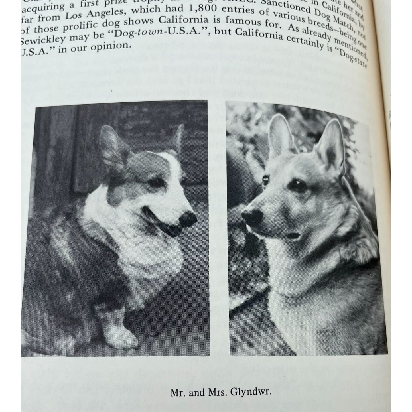 Profile of Glindy: A Welsh Corgi