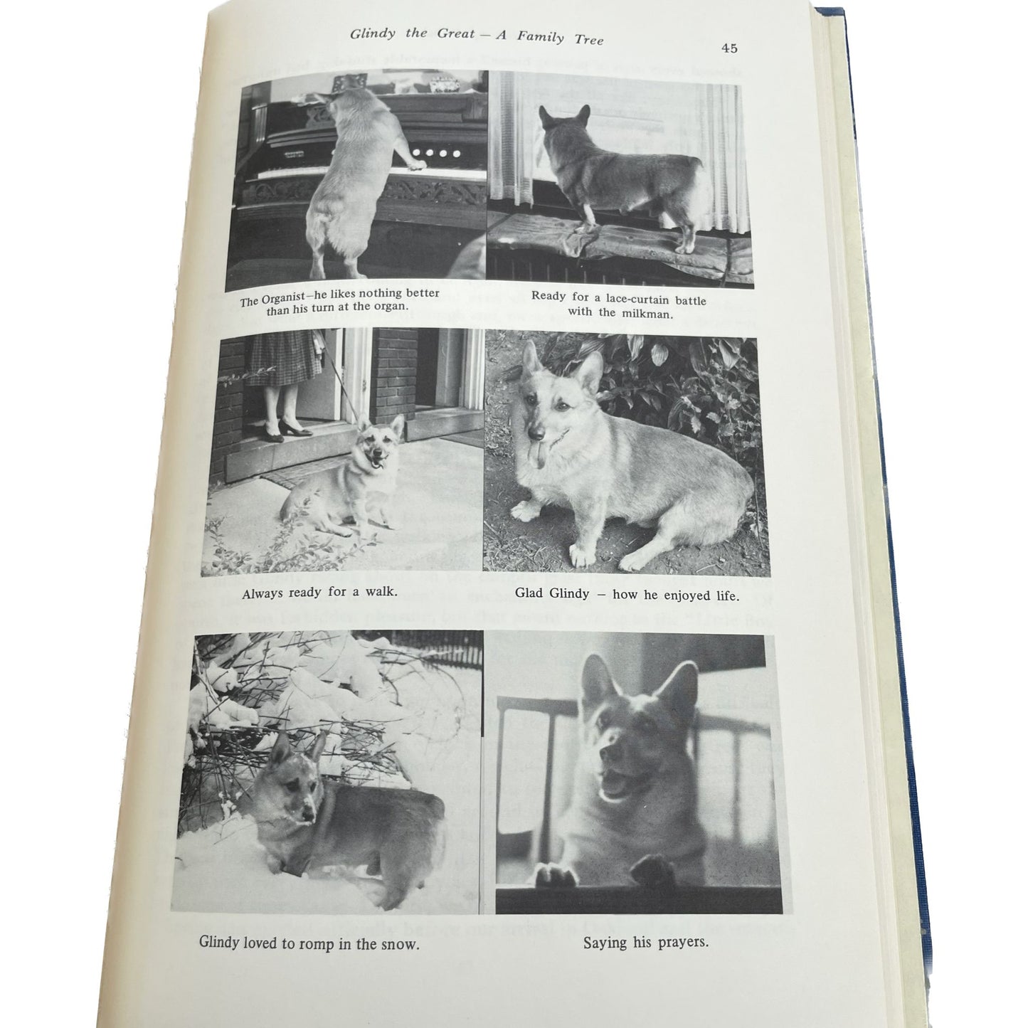 Profile of Glindy: A Welsh Corgi