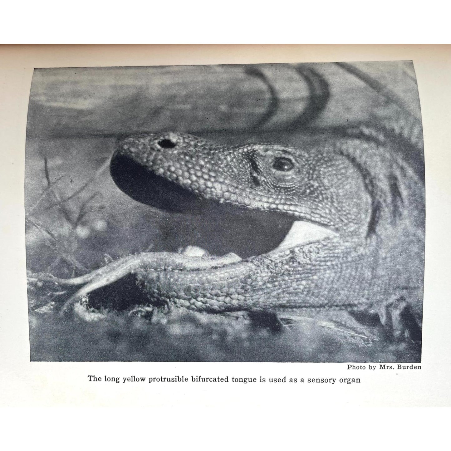 Dragon Lizards of Komodo: An Expedition to the Lost World of the Dutch East Indies