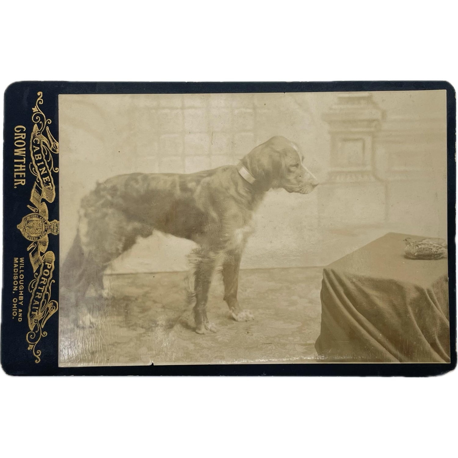 Dog Photographs