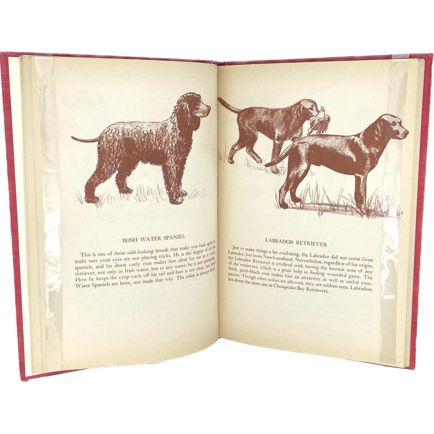 The Sketch Book of Dogs: 116 Drawings of All Recognized Breeds