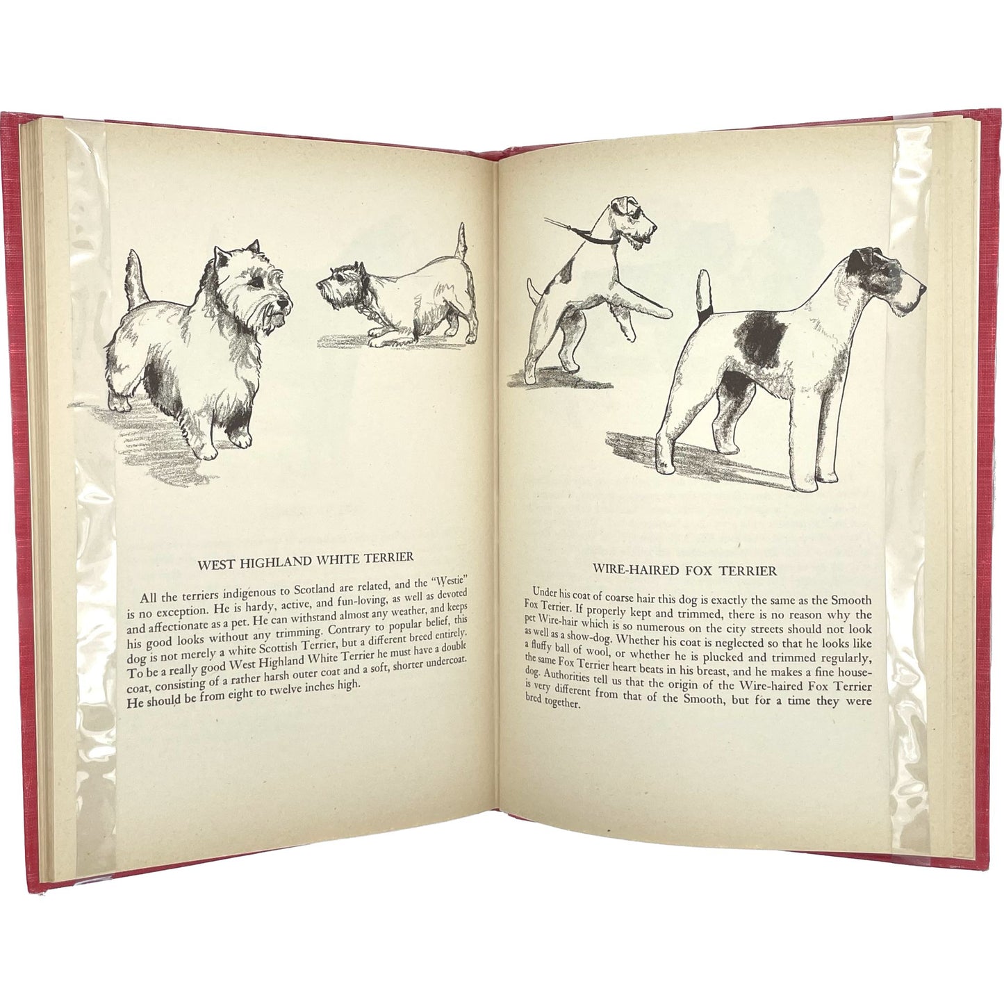 The Sketch Book of Dogs: 116 Drawings of All Recognized Breeds