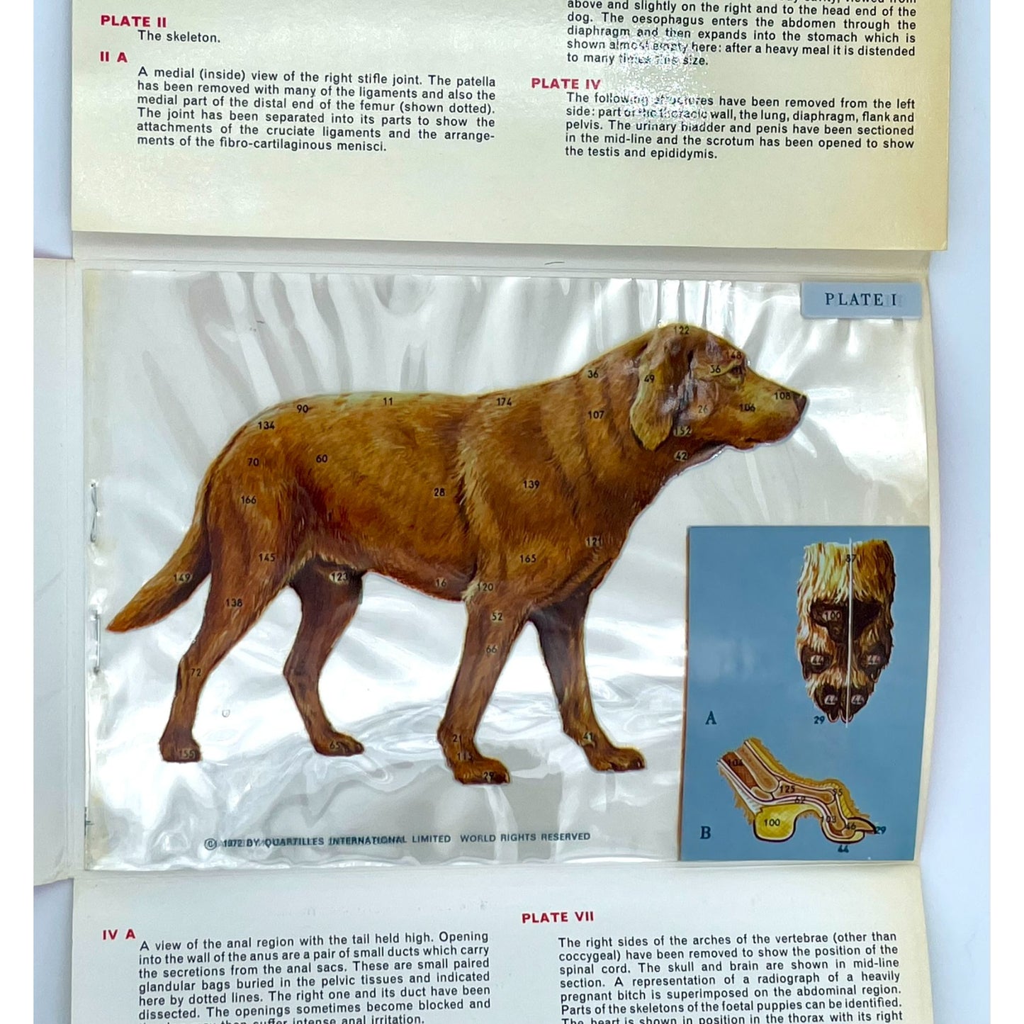 An Anatomy of the Dog: A Series of Transparent Illustrations in Colour with Explanatory Comments and Useful Biological Facts