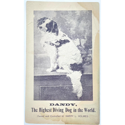 Dandy, the Highest Diving Dog in the World