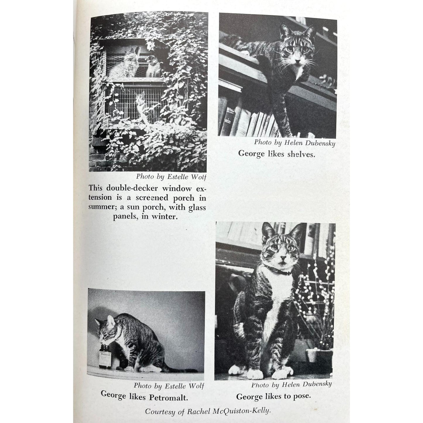 Cat Book